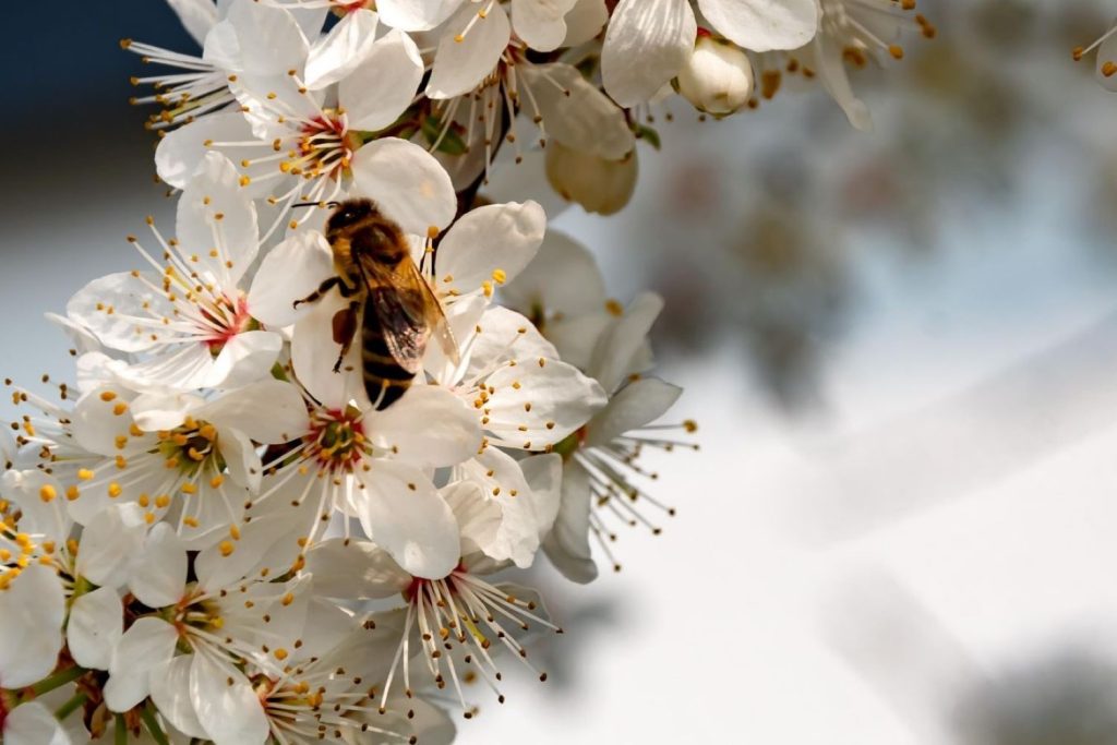 Biene an Blüten des Mirabellenbaums