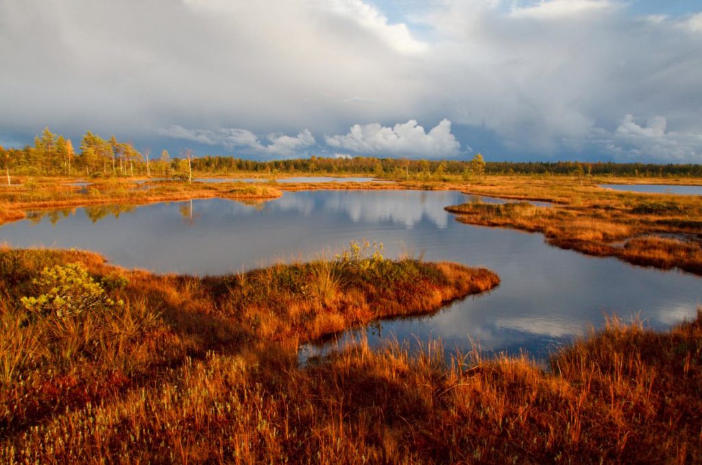 Moorlandschaft