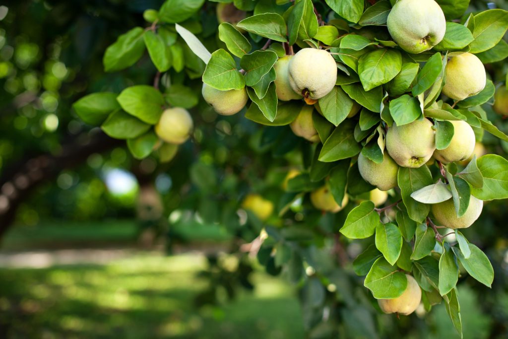 Quittenbaum mit grün-gelben Früchten