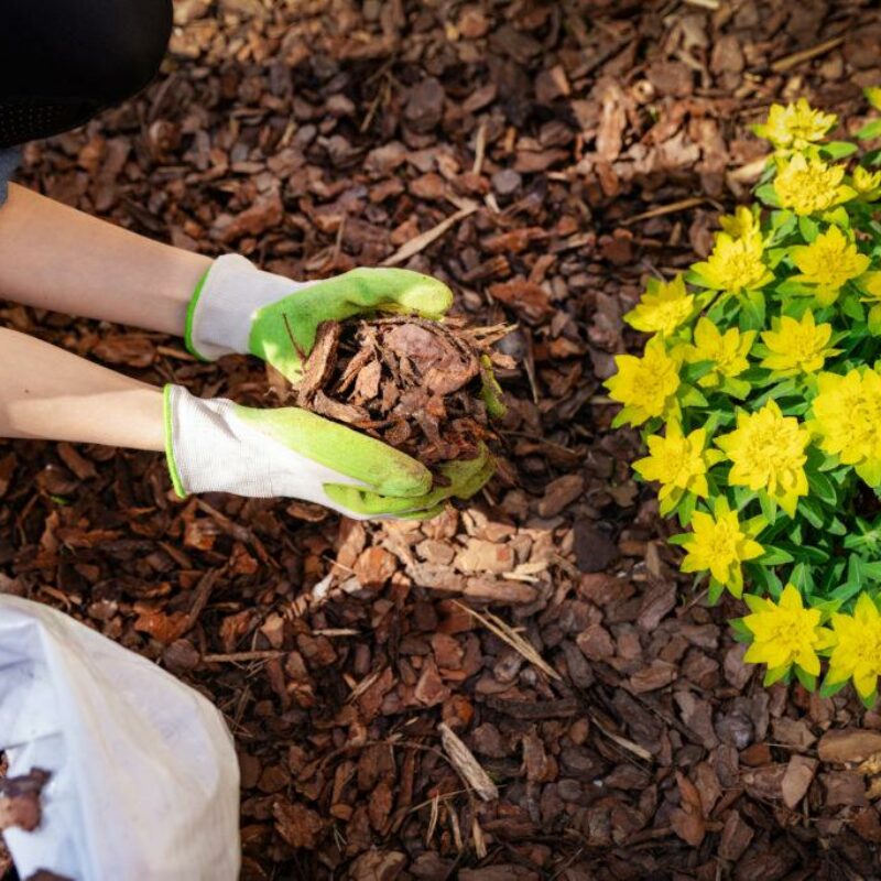 Mulchmaterial: Rindenmulch & Co. im Vergleich - Plantura