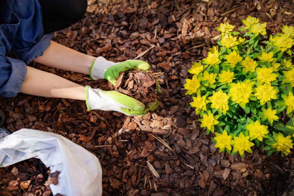 Rindenmulch wird zu Blumen gegeben