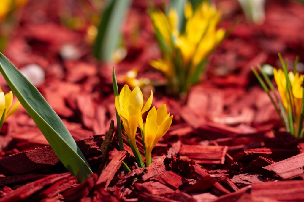 Blumen in rotbraunem Mulchmaterial
