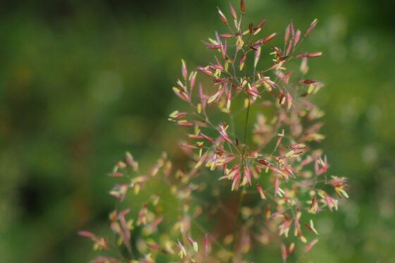 Agrostis capillaris: Eigenschaften & Verwendung von Rotem Straußgras