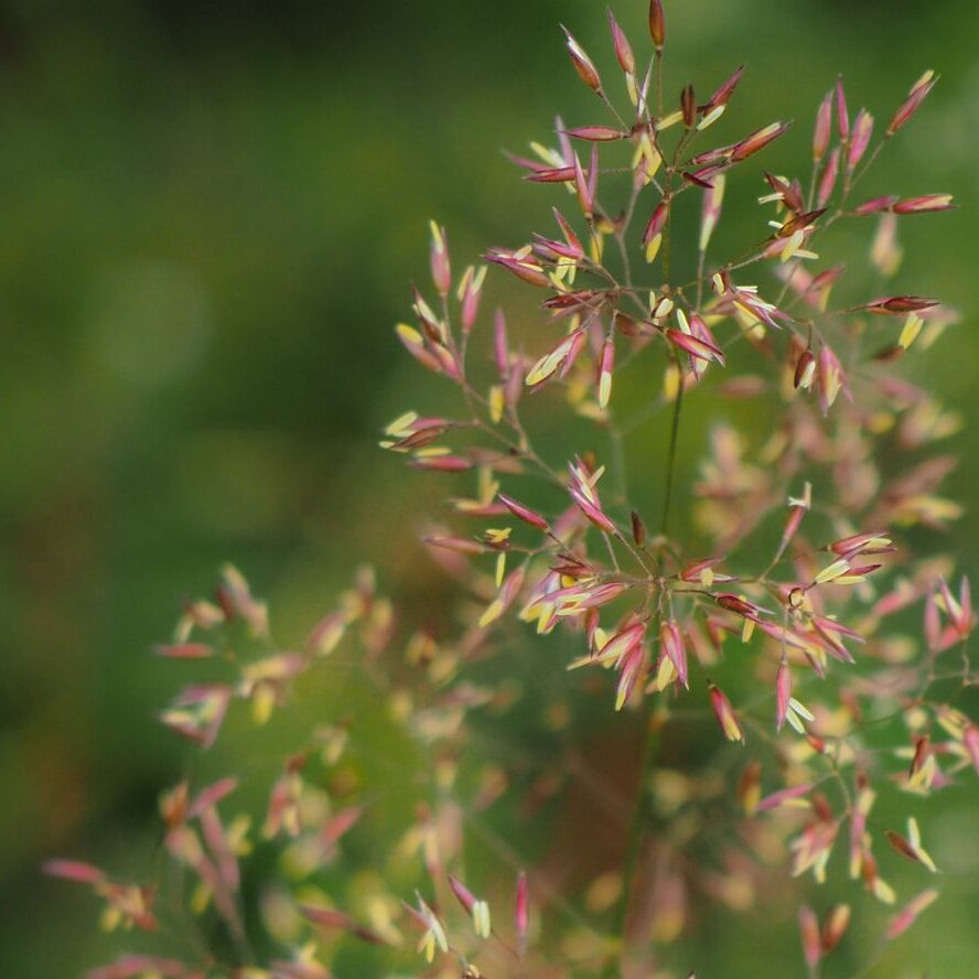 Agrostis capillaris: Eigenschaften des Roten Straugrases