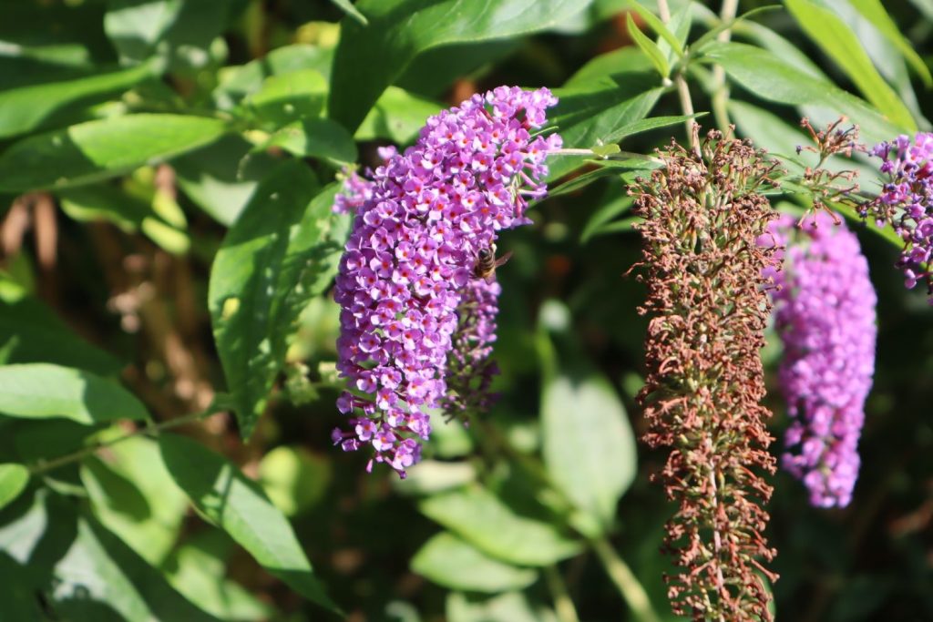 Blüten des Schmetterlingsflieders