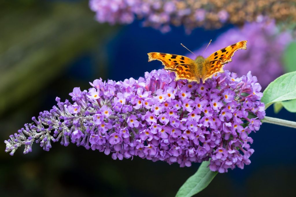 Blüten des Sommerflieders