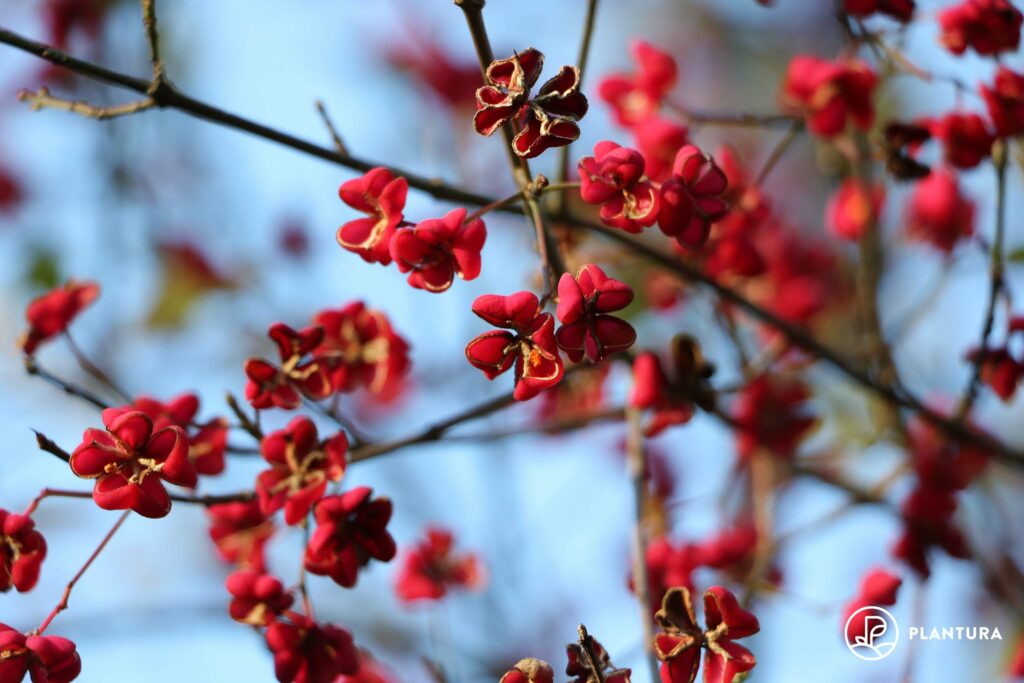 rote Spindelstrauch-Blüten
