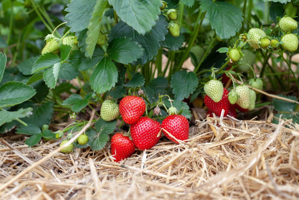 Erdbeeren auf Stroh