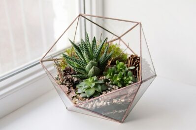 Sukkulenten im Glas pflanzen: DIY-Deko-Tipp
