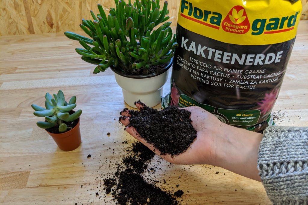 Sukkulenten mit Floragard Kakteenerde