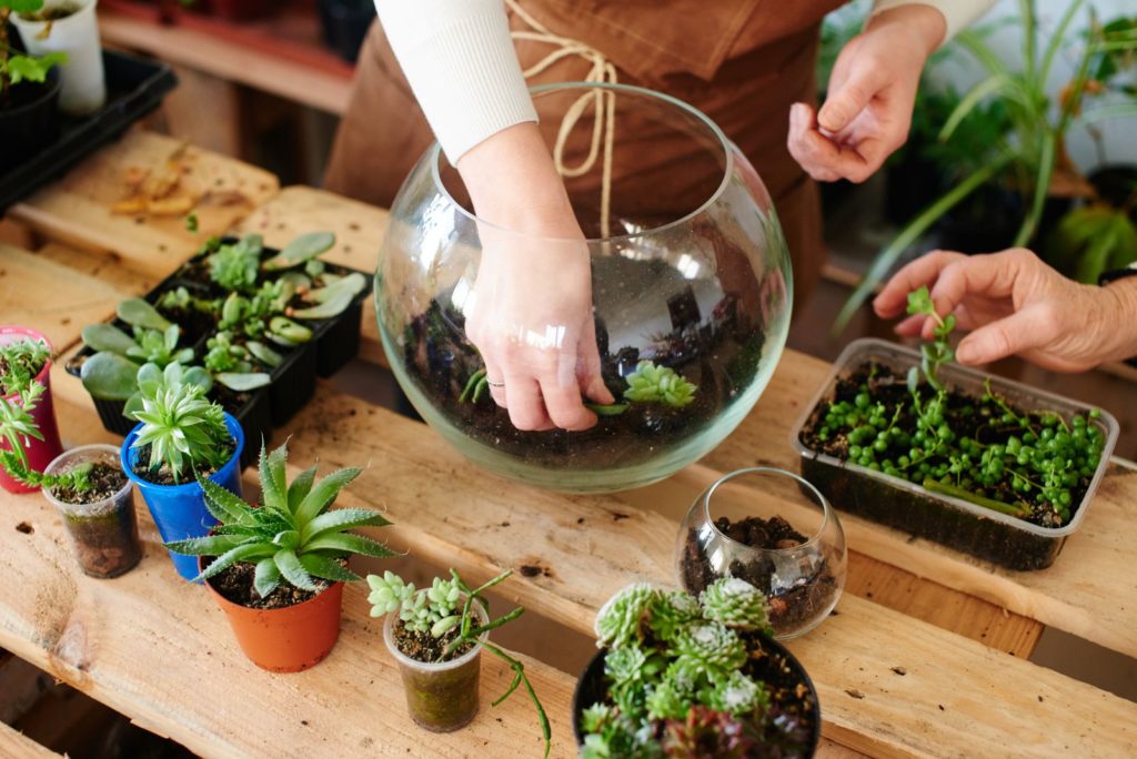 Sukkulenten werden in ein Glas mit Erde gepflanzt