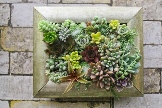 Sukkulenten im Bilderrahmen pflanzen: DIY vertikaler Garten