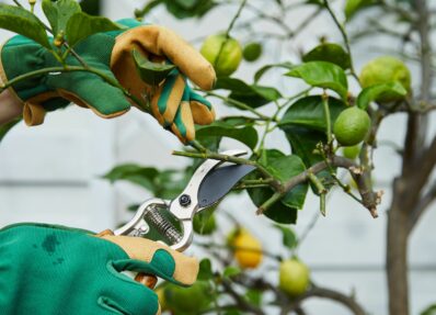 Zitronenbaum schneiden: Alles zum richtigen Zeitpunkt & Schnitt
