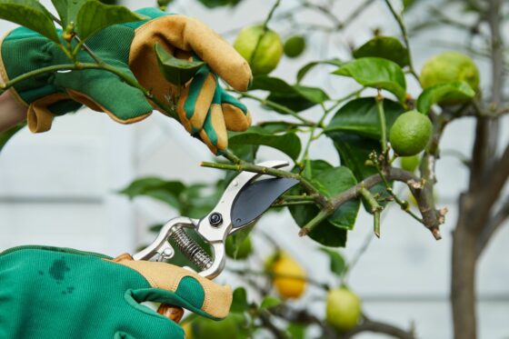 Zitronenbaum schneiden: Alles zum richtigen Zeitpunkt & Schnitt