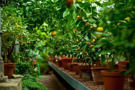 Zitronenbaum kaufen: Experten-Tipps & empfehlenswerte Bezugsquellen
