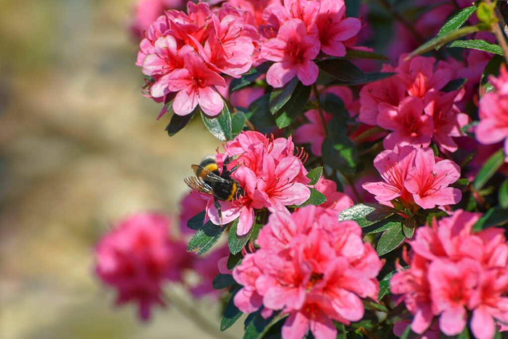 Eine Biene sitzt auf pinken Azaleen-Blüten