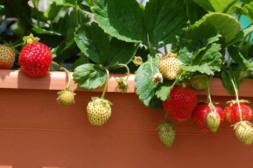 Reife Balkon-Erdbeeren