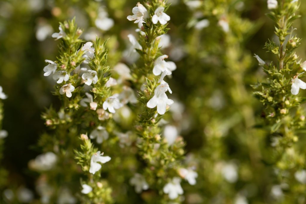 Weiße Bergbohnenkraut-Blüten