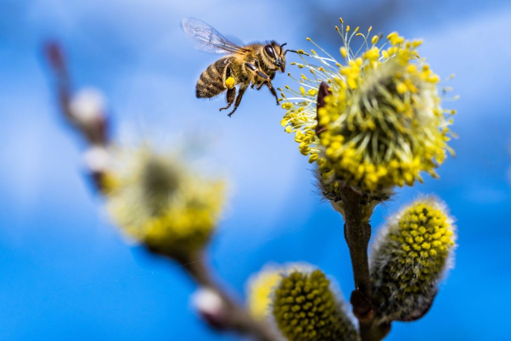 Gelbe Blüte der Salweide mit Biene