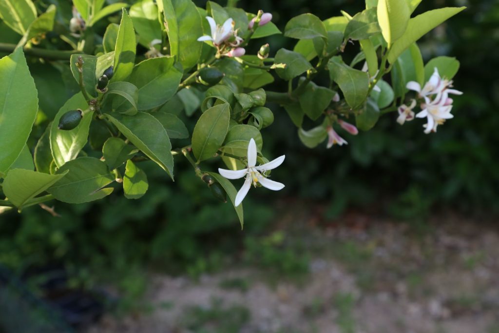 Zitronenbaum mit Blüten und heranreifenden Früchten