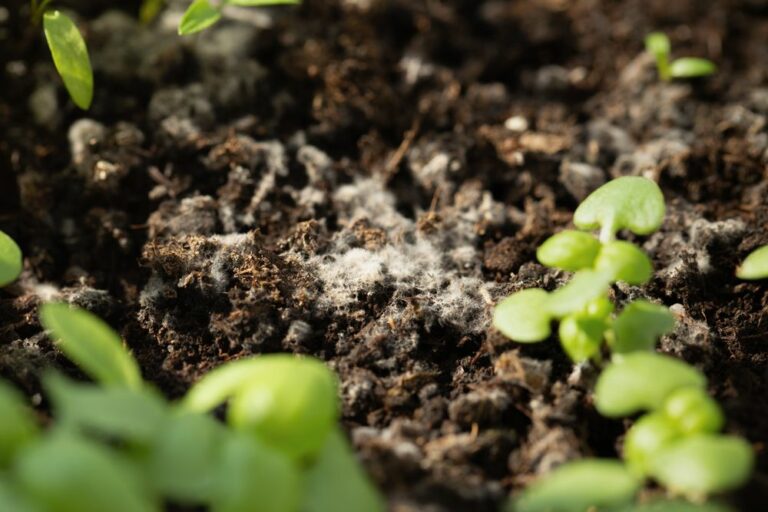 Blumenerde schimmelt Ursachen, Vorbeugung & Bekämpfung