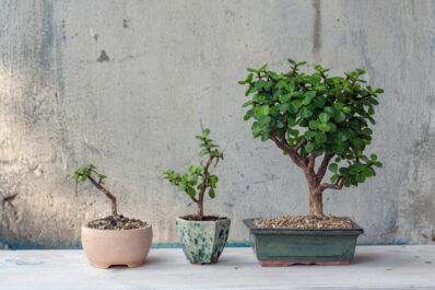 Bonsai umtopfen: Zeitpunkt & Vorgehen