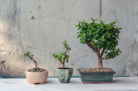 Bonsai umtopfen: Zeitpunkt & Vorgehen
