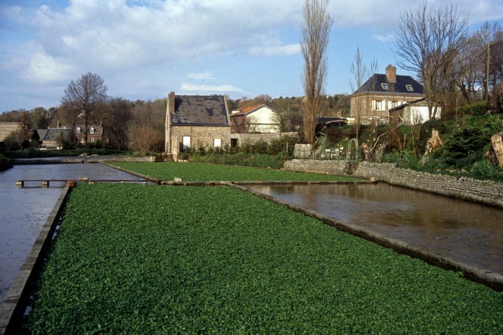 Brunnenkresseanbau in einer Klinge