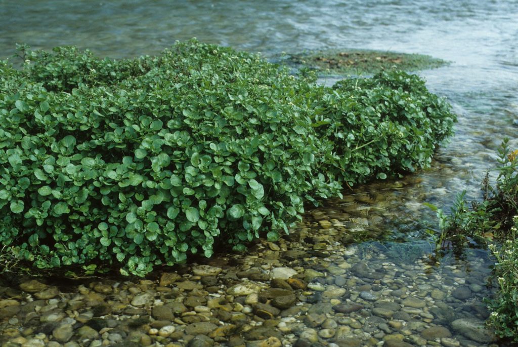 Bodenkresse wächst in einem Bach