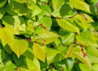 Hainbuchenhecke düngen: Tipps zu Zeitpunkt & Düngerwahl