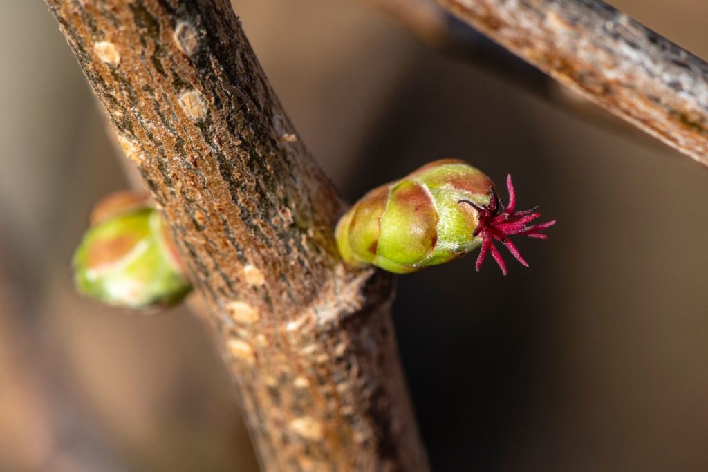 Haselnussstrauch mit kleiner Blüte