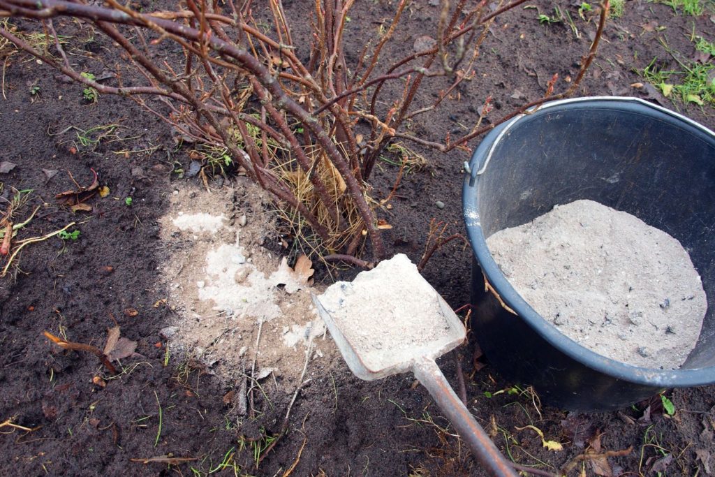 Strauch wird mit Holzasche gedüngt