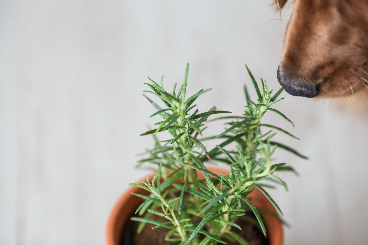 Kräuter für Hunde Gutes aus dem Garten Plantura