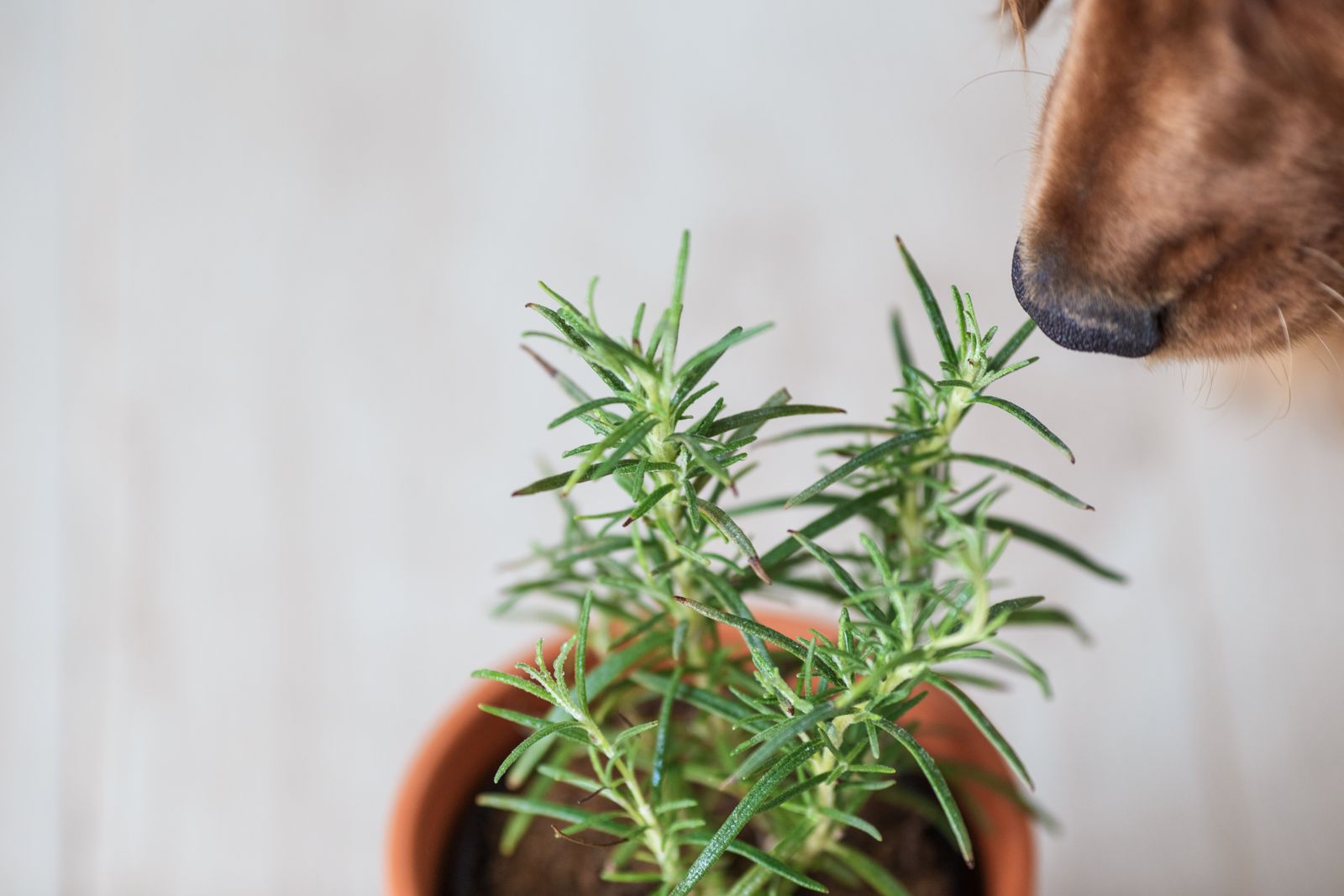 Salbei Für Hunde