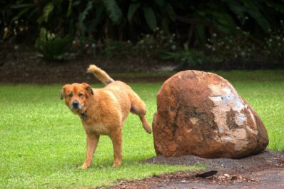 Hundeurin auf Rasen: So bekämpft man die gelben Flecken