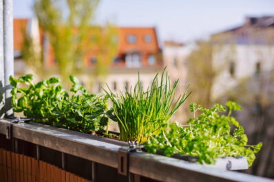 Kräutergarten auf dem Balkon anlegen: Unsere Experten-Tipps