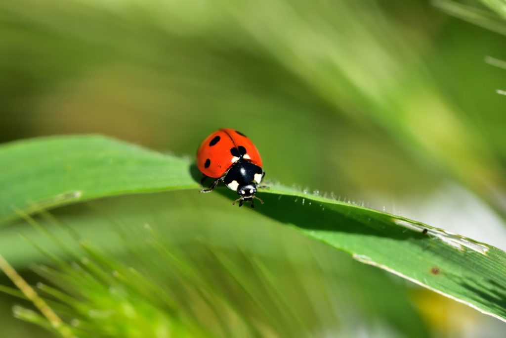 Marienkäfer auf einem Blatt