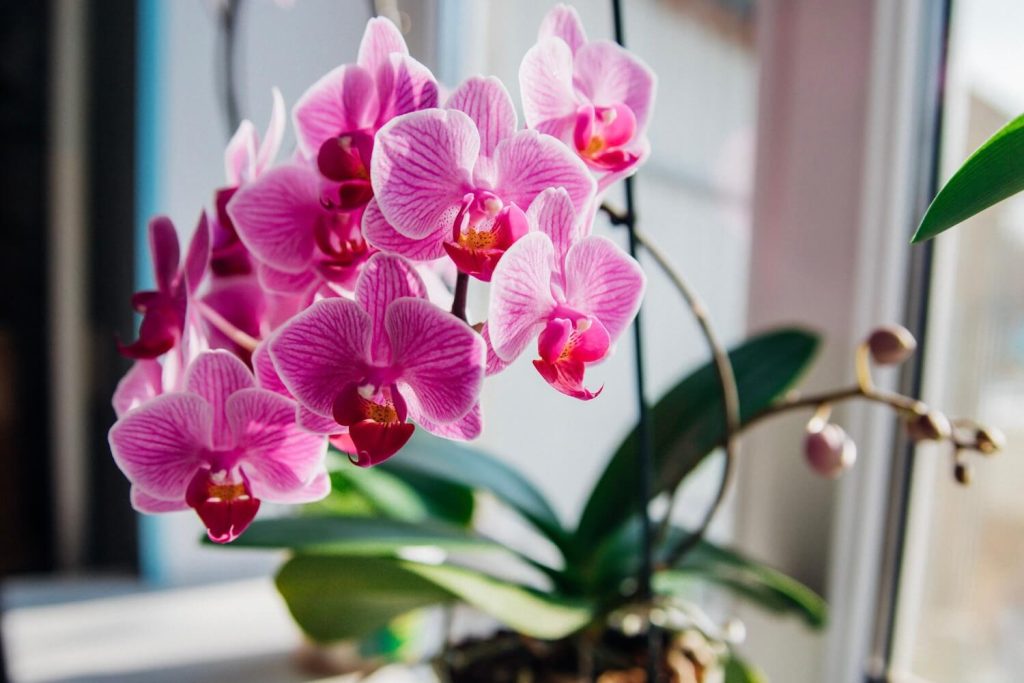 Rosafarbene Orchidee