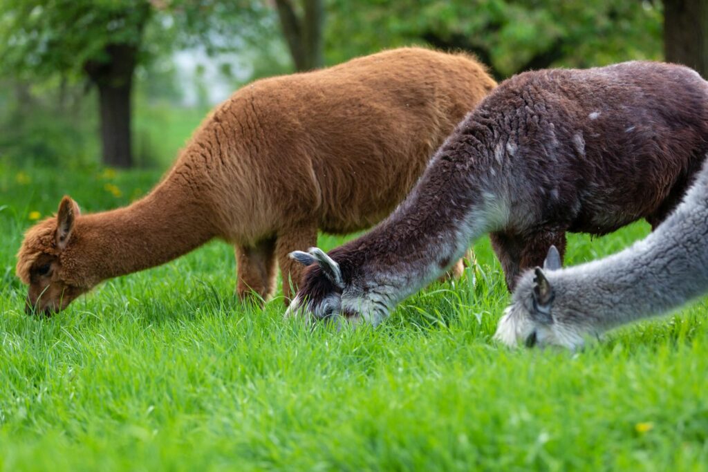 Alpakas grasen auf einer Wiese