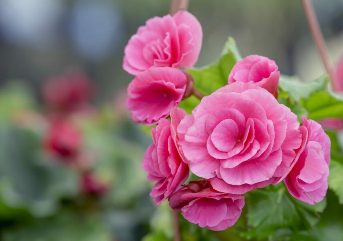 flora boost kirschlorbeer dünger Bio-Kirschlorbeer-Dünger kaufen main image 1