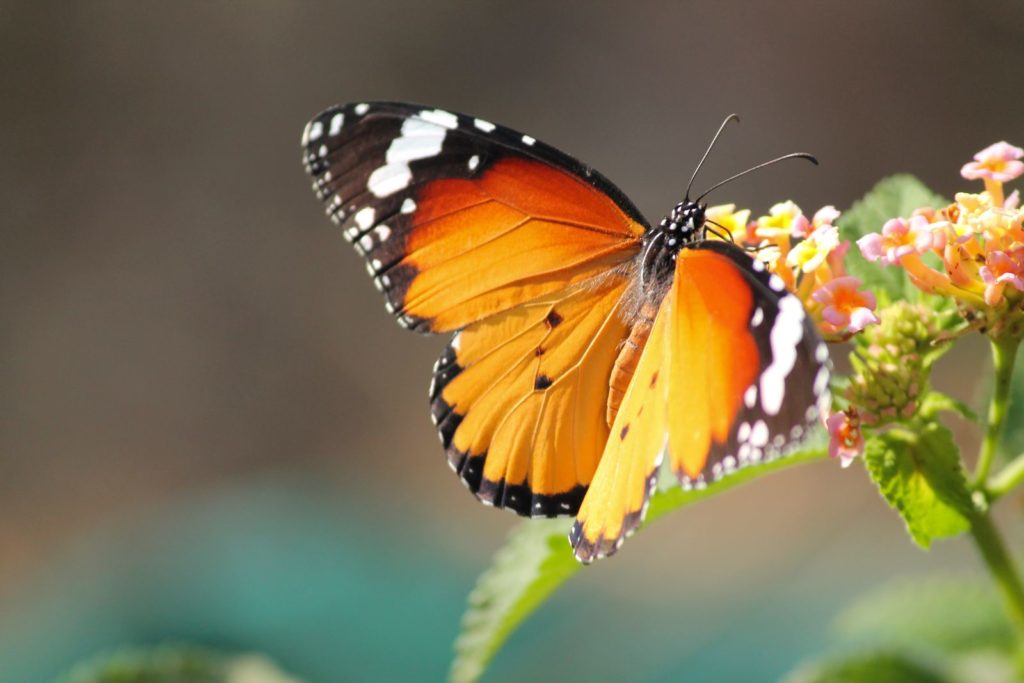 Orangefarbener Schmetterling sitzt auf einer Blüte