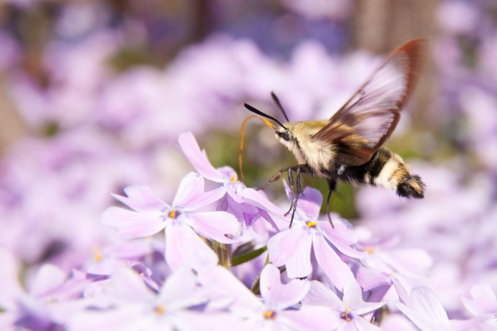 Nachtfalter auf Phlox-Blüten