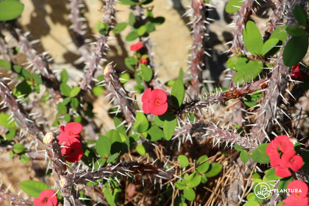 Sukkulenten mit Blüten