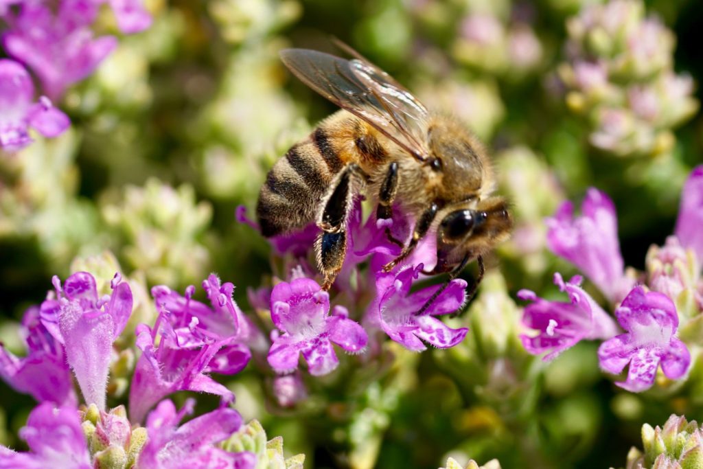 Biene auf lila Thymian-Blüten