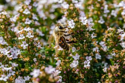 Bienenfreundliche Kräuter: Unsere Top 10