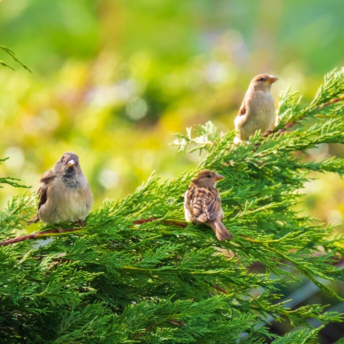Heimische Sträucher für Vögel