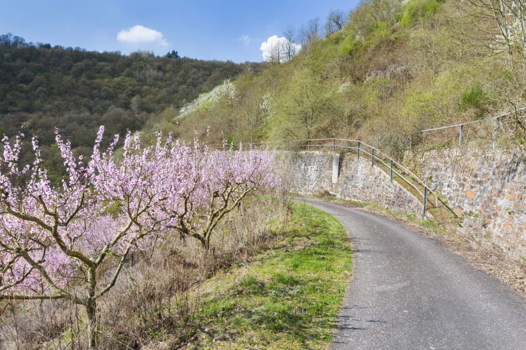 Weinbergpfirsich-Bäume am Wegesrand