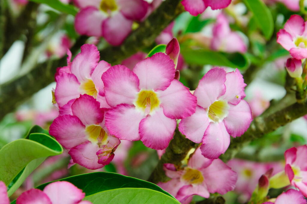 Pinke Wüstenrosen-Blüten