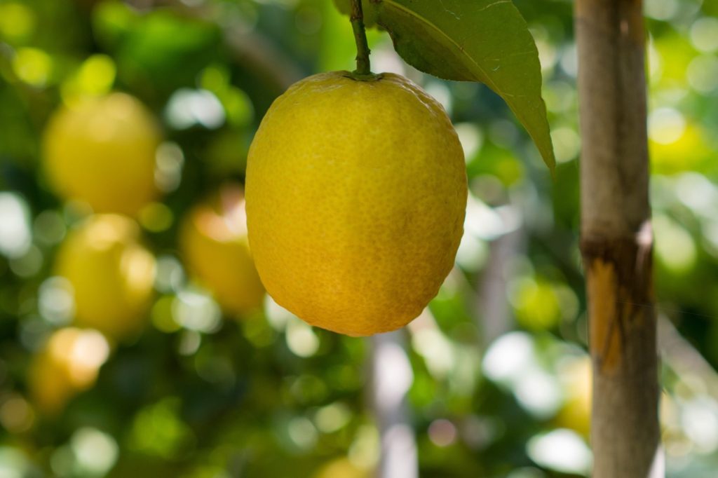 Reife Zitrone hängt an einem Zitronenbaum