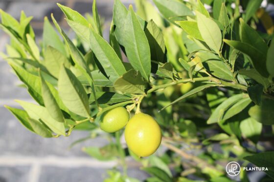Zitronenbaum pflanzen: Profi-Tipps zu Zeitpunkt, Standort & Vorgehen